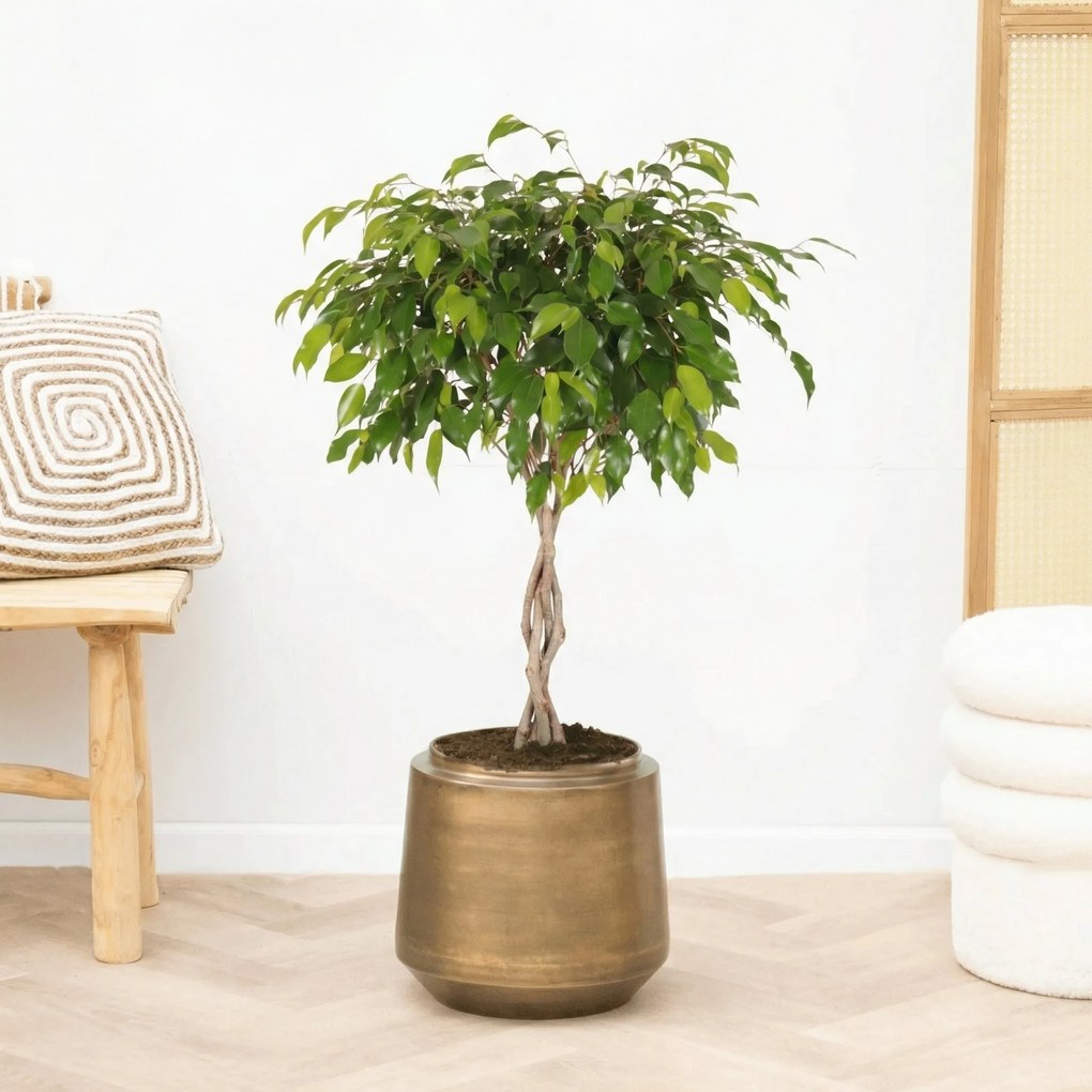 Ficus Benjamina gevlochten stam - 100cm