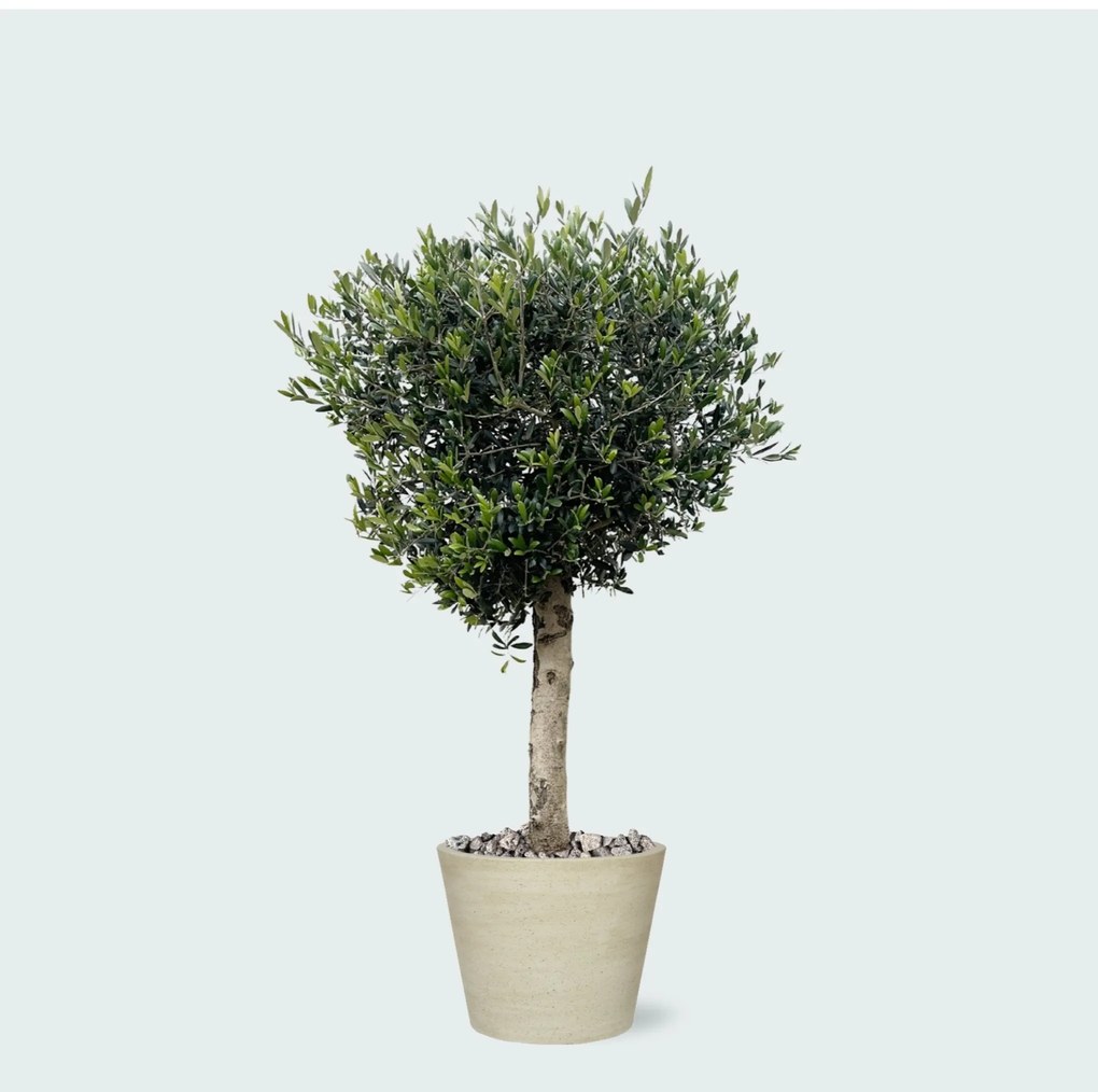 Combi deal - Olea Lorc inclusief Bucket - 180 cm
