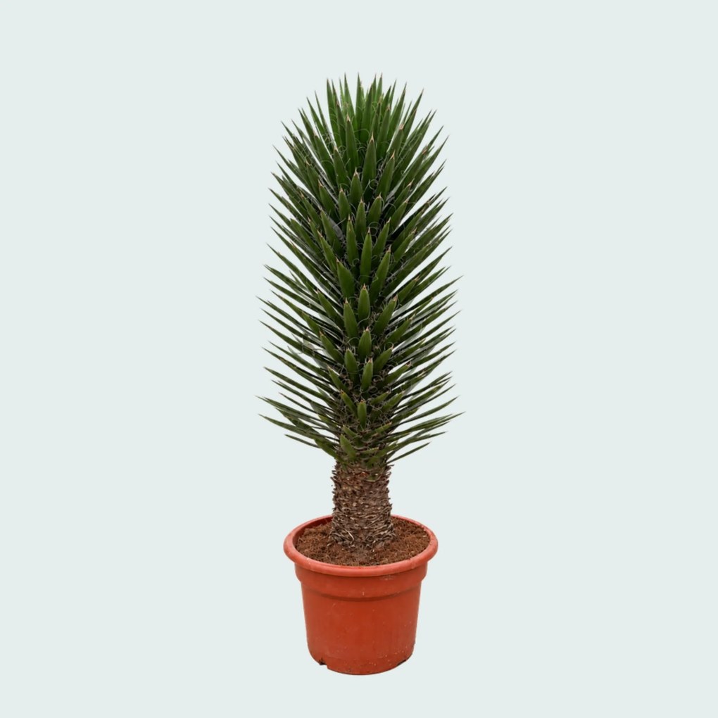 Yucca Filifera Australis - 180 cm