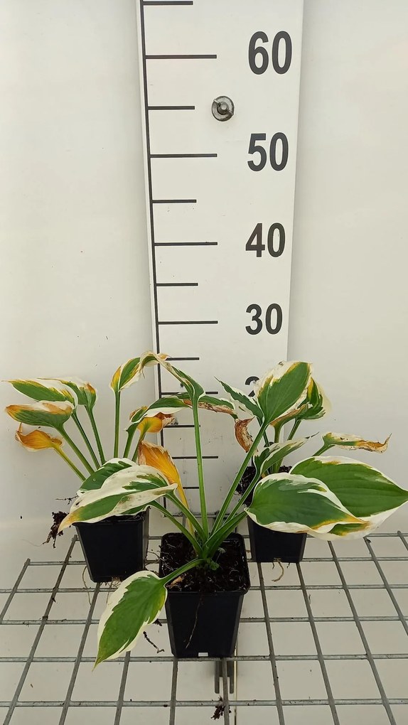 Hosta 'Minuteman' - pot 9x9 cm -