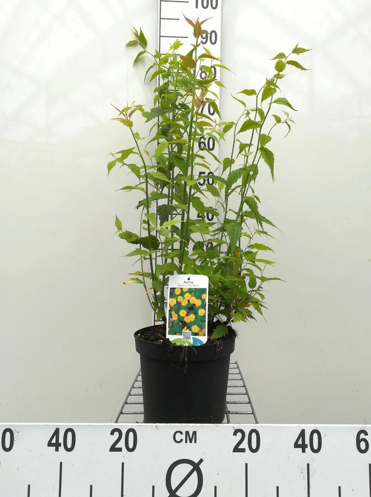 Kerria japonica 'Pleniflora' - pot - 50-60 cm