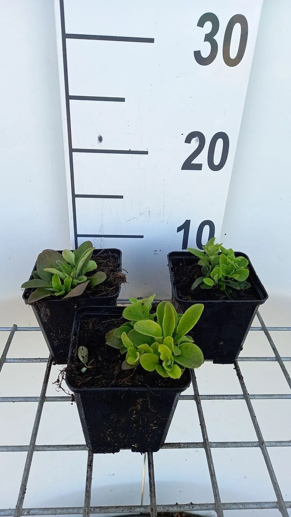 Phlox 'Blue Ridge' - pot 9x9 cm