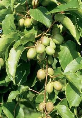 Actinidia arguta 'Geneva' - pot - 50-60 cm