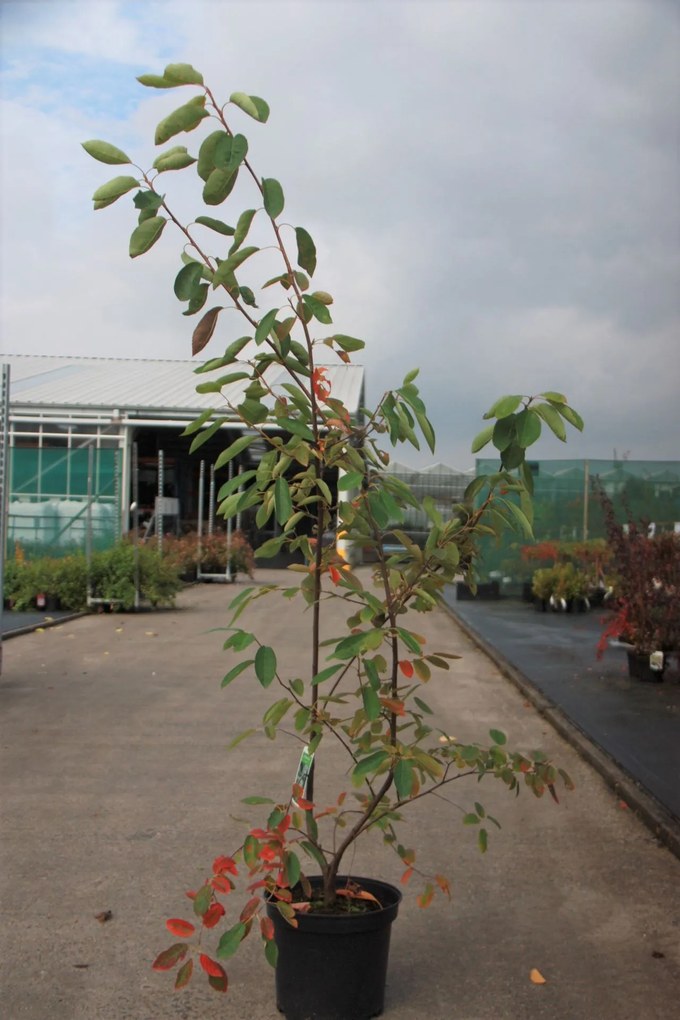 Amelanchier lamarckii - pot 10L - 80-100 cm -