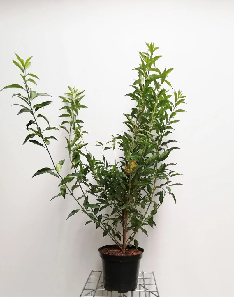 Forsythia x intermedia 'Lynwood' - pot 10L - 80-100 cm