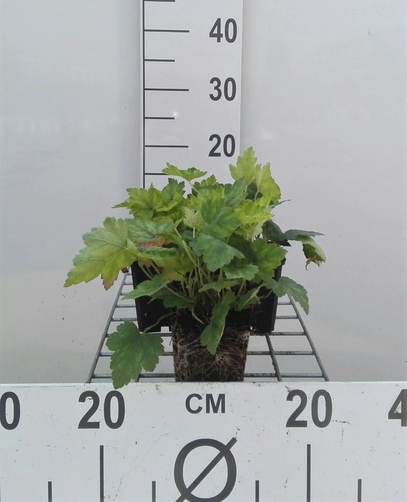 x Heucherella alba 'Bridget Bloom' - pot 9x9 cm -