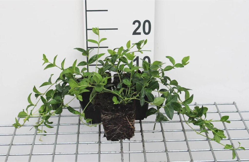 Vinca minor - pot 9x9 cm