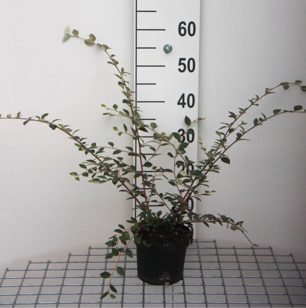 Cotoneaster franchetii - pot - 40-60 cm