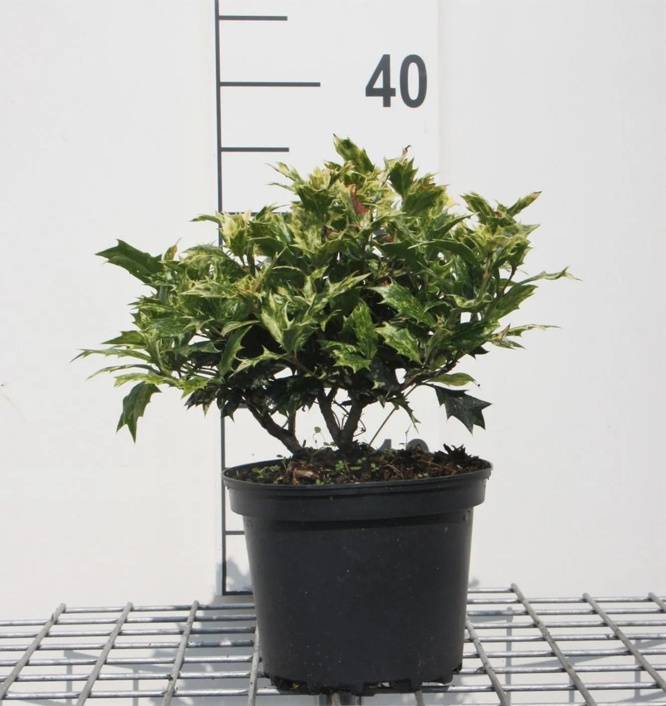 Osmanthus heterophyllus 'Goshiki' - pot - 20-25 cm - struik