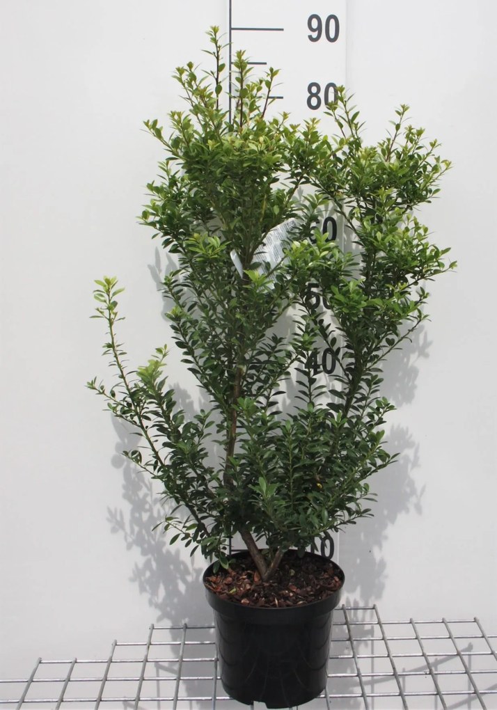 Ilex maximowicziana var. kanehirae - pot - 30-40 cm