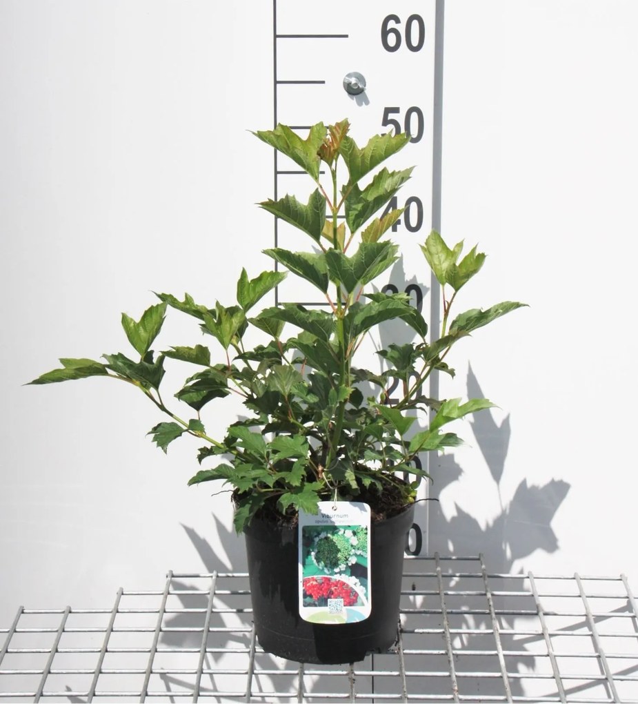 Viburnum opulus 'Compactum' - pot - 25-30 cm -