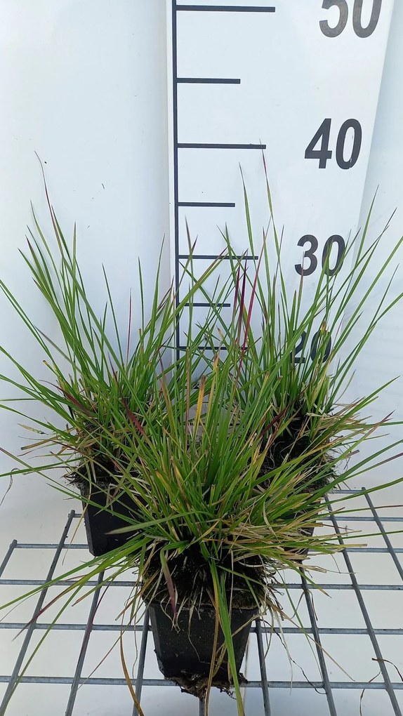 Deschampsia cespitosa 'Tauträger' - pot 9x9 cm