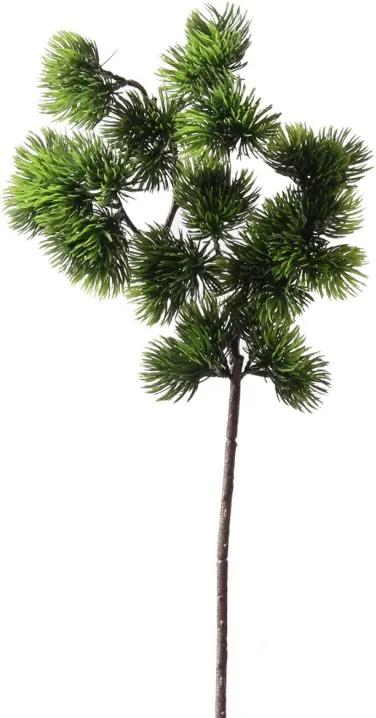 Pinus tak 40 cm