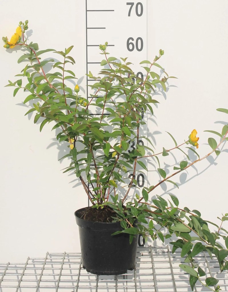 Hypericum 'Hidcote' - pot - 30-40 cm -