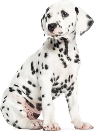 KEK Amsterdam Dalmatian Puppy XL muursticker