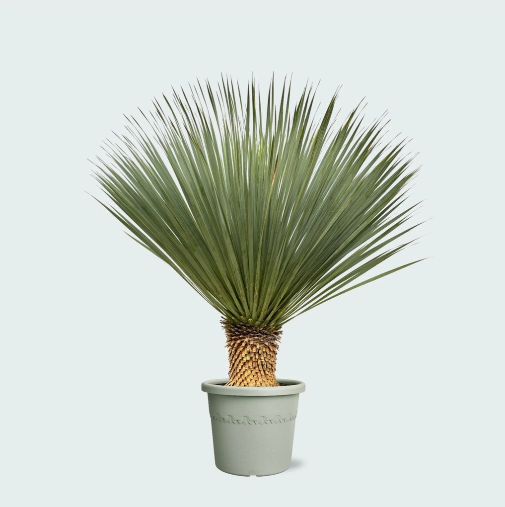 Yucca Rostrata - 120 cm
