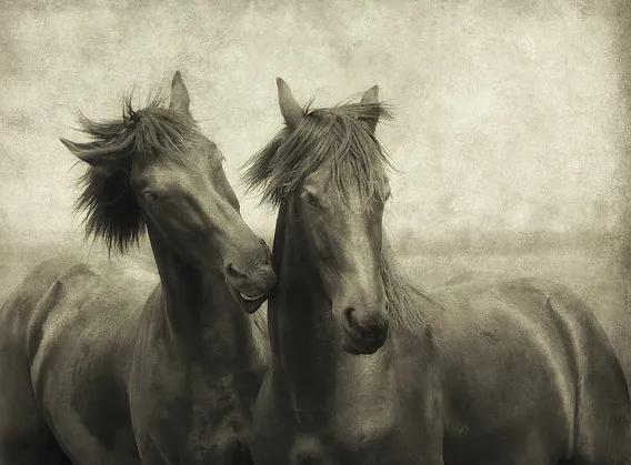 Paarden fluisteren niet, ze praten gewoon - Canvas - 35x25