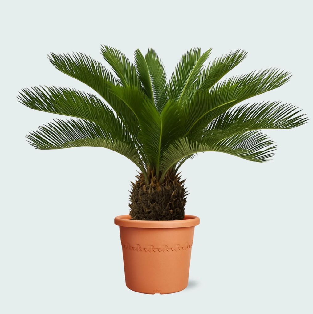 Cycas Revoluta - 80cm