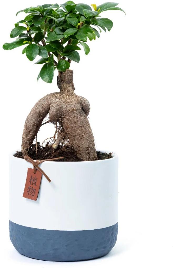 Bonsai Ficus Ginseng (35cm) - Bloomgift