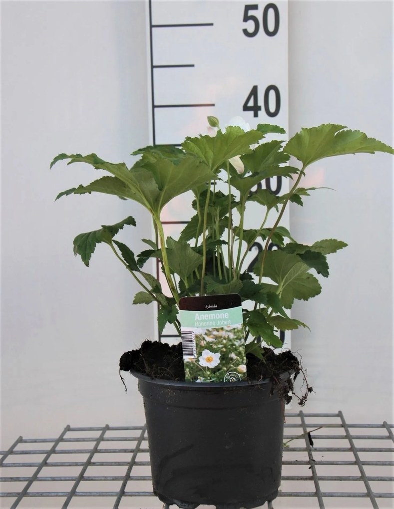Anemone x hybrida 'Honorine Jobert' - pot 2L -