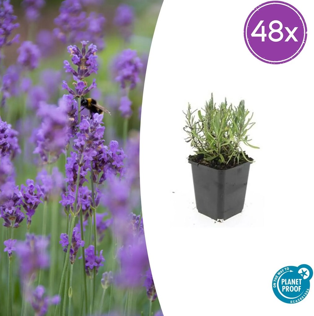 Lavandula ang 'Munstead' - 20cm
