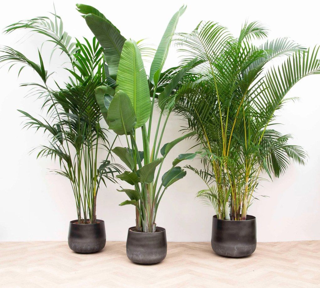 Combi deal XXL - Kentia, Strelitzia Augusta multi stam, Areca - 200-225cm