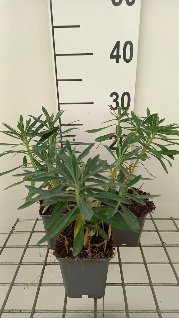 Euphorbia characias 'Humpty Dumpty' - pot 9x9 cm