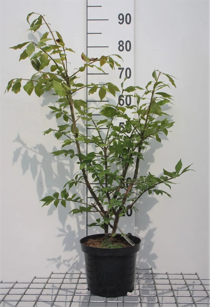 Euonymus alatus - pot - 30-40 cm