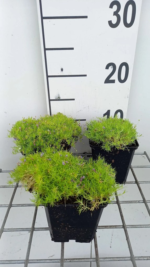 Sagina subulata 'Aurea' - pot 9x9 cm -