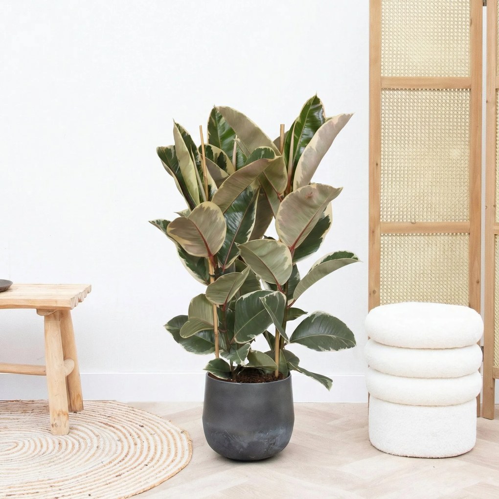 Ficus Tineke struik - 80cm