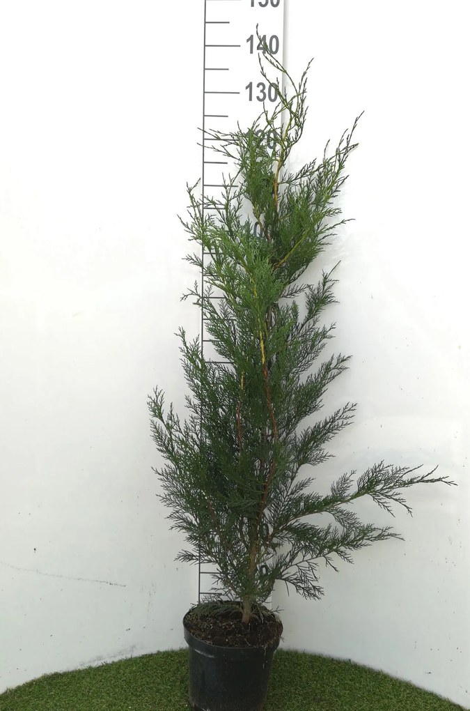 x Cupressocyparis leylandii '2001' - pot - 80-100 cm
