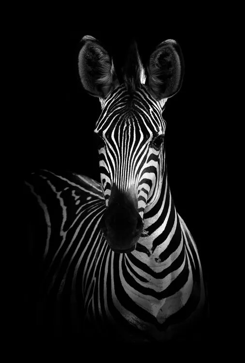 Foto The Zebra, WildPhotoArt