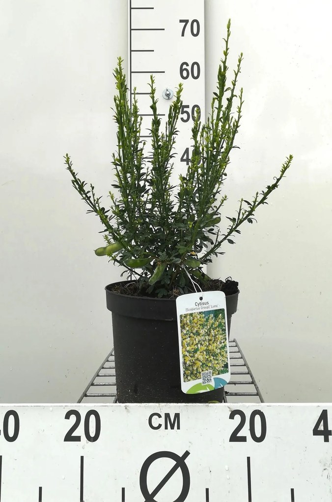 Cytisus 'Luna' - pot - 40-60 cm