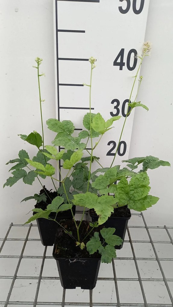 Actaea pachypoda 'LK05' (Misty Blue) - pot 9x9 cm