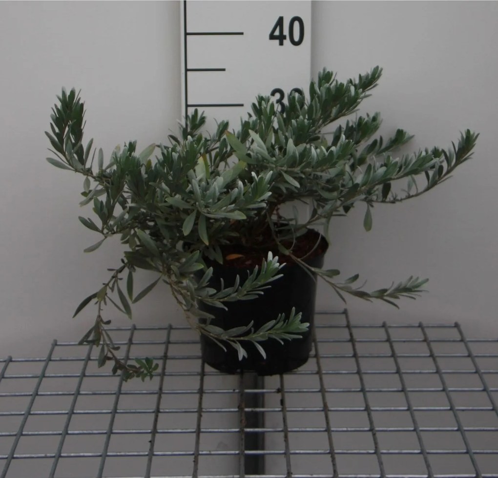 Convolvulus cneorum - pot - 25-30 cm -