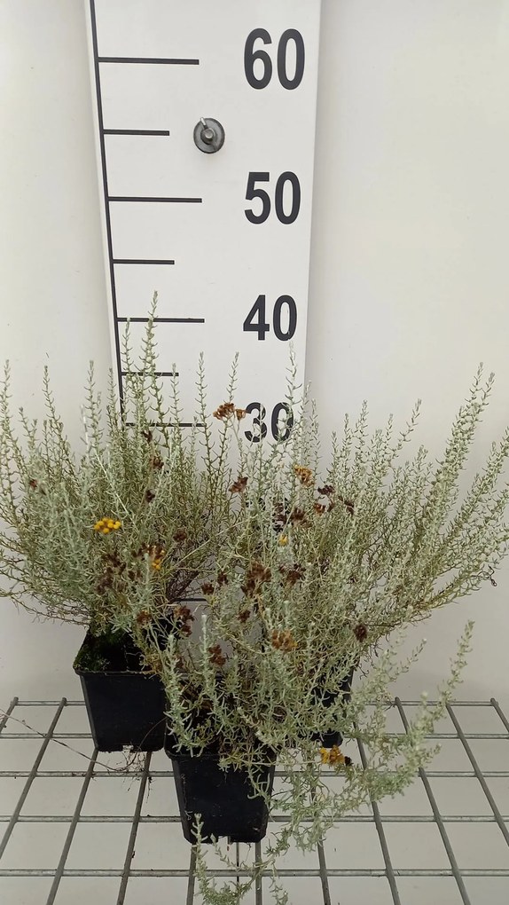 Helichrysum italicum subsp. microphyllum - pot 9x9 cm -