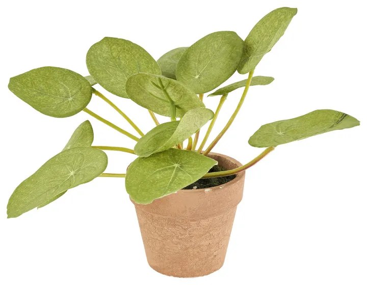 Pannenkoekenplant - 14 cm