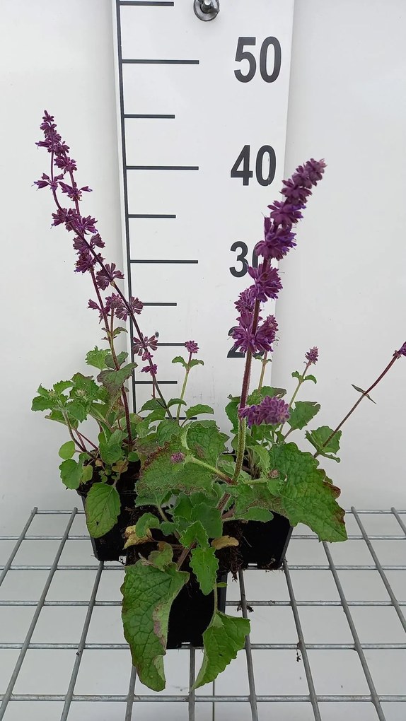 Salvia verticillata 'Purple Rain' - pot 9x9 cm