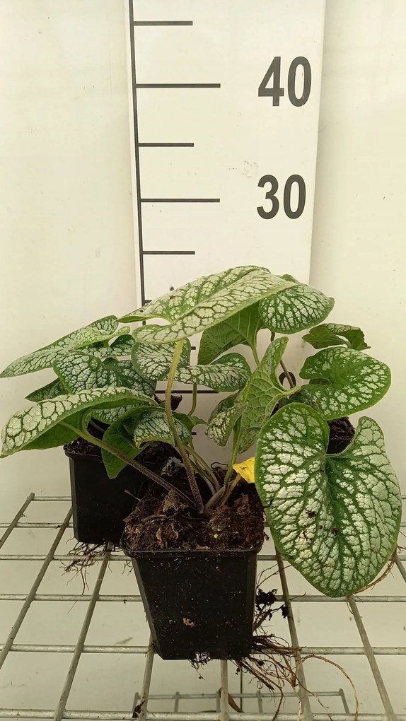 Brunnera macrophylla'Sea Heart'- pot 9x9 cm