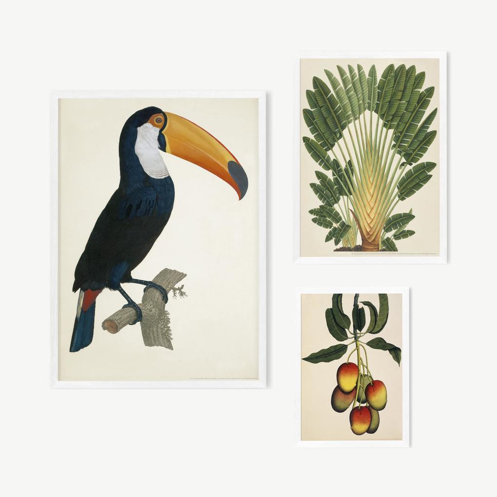 Vintage Toco Toucan set van 3 illustraties, illustratie door het Natural History Museum, ingelijste print, meerkleurig