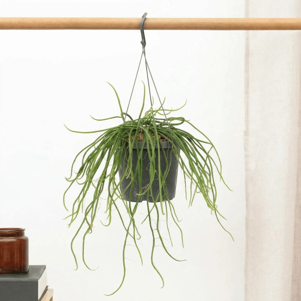 Selenicereus wercklei hangpot - 25cm
