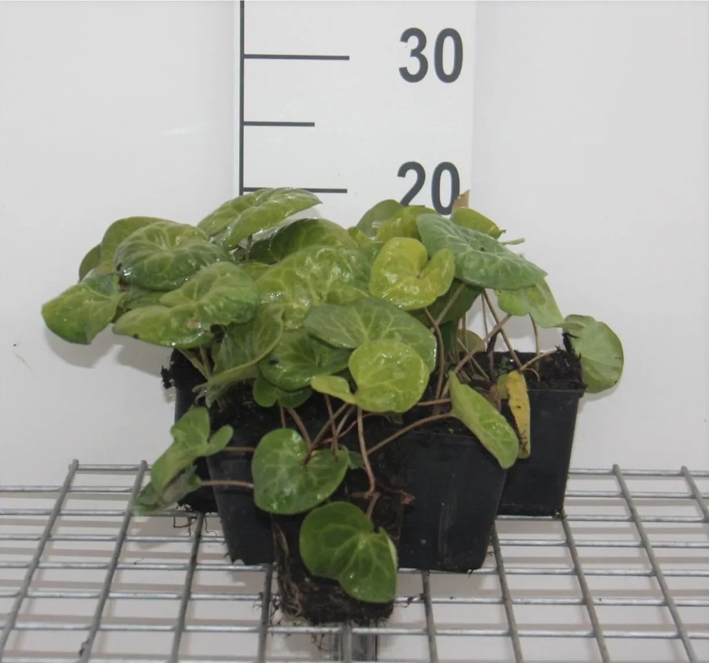 Asarum europaeum - pot 9x9 cm