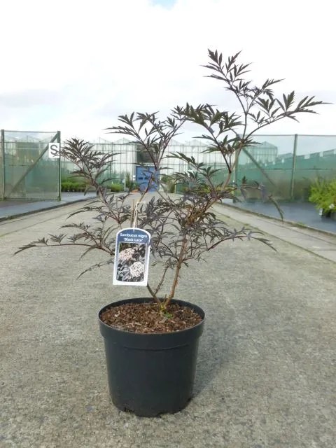 Sambucus nigra'Eva'(Black Lace) - pot 12L - 80-100 cm