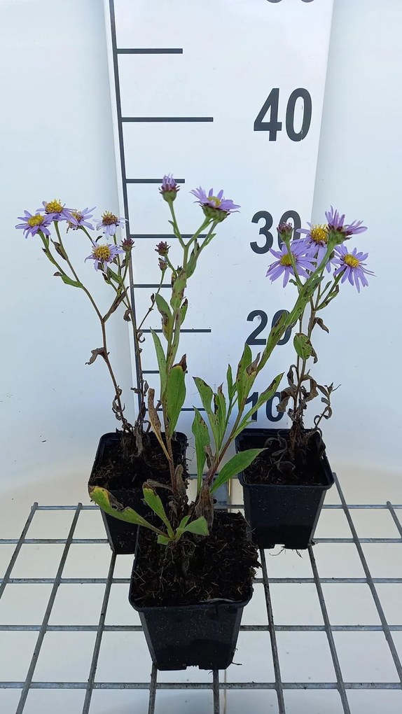 Aster amellus 'Dr Otto Petschek' - pot 9x9 cm