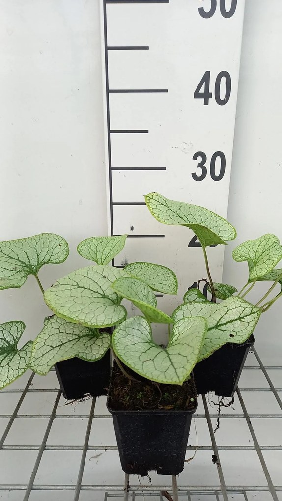 Brunnera macrophylla 'Silver Spear' - pot 9x9 cm