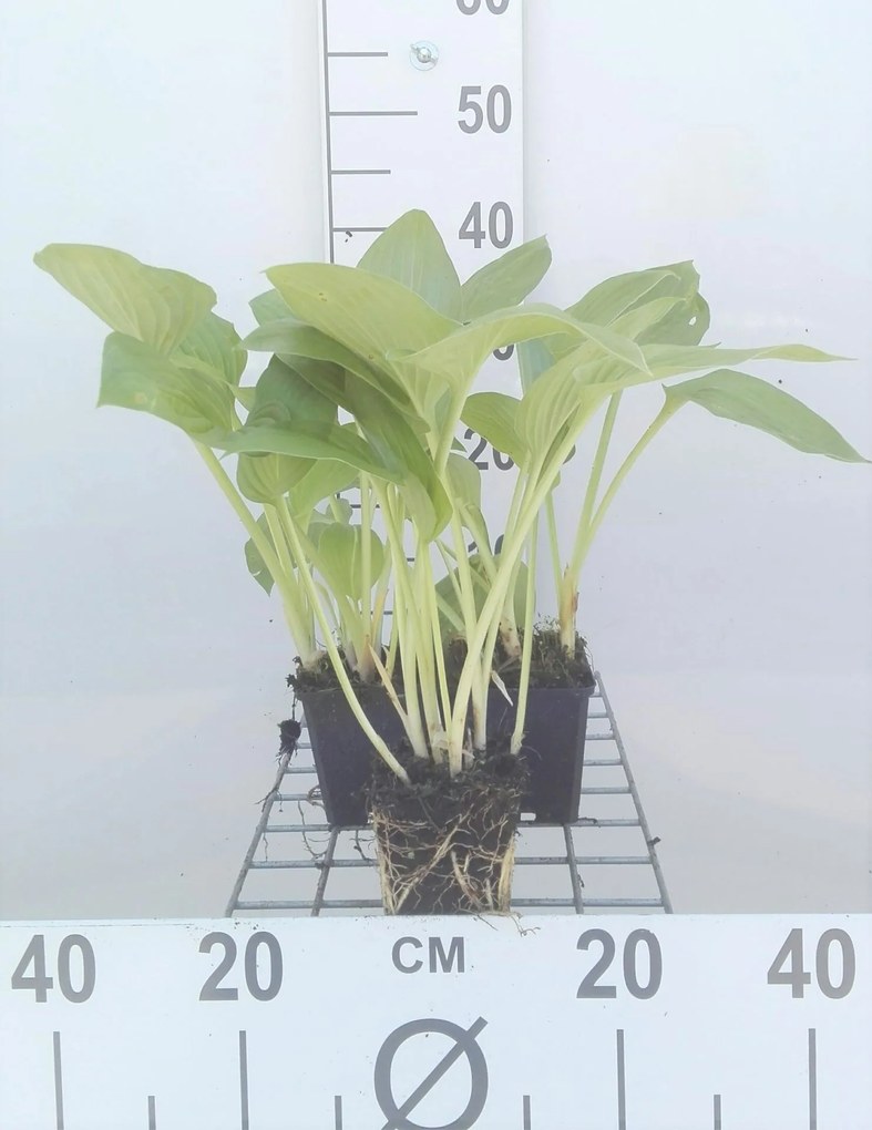 Hosta 'Halcyon' - pot 9x9 cm -