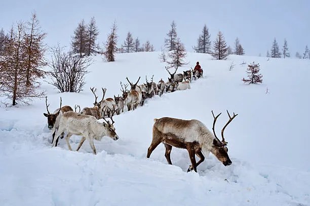 Foto Mongolia, Tsaatan, reindeer transhumance, Tuul & Bruno Morandi
