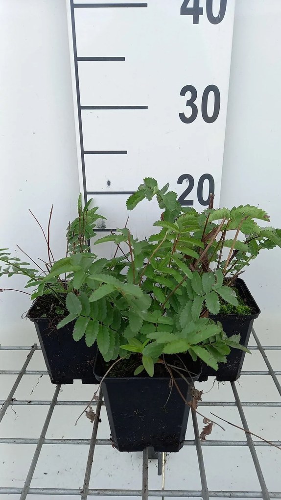 Sanguisorba tenuifolia var. alba - pot 9x9 cm