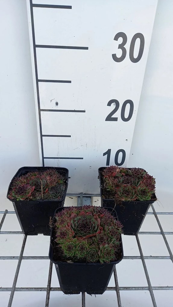 Sempervivum 'Noir' - pot 9x9 cm