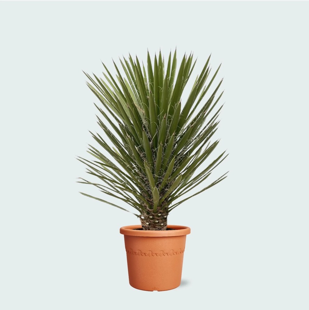 Yucca Filifera Australis - 160cm